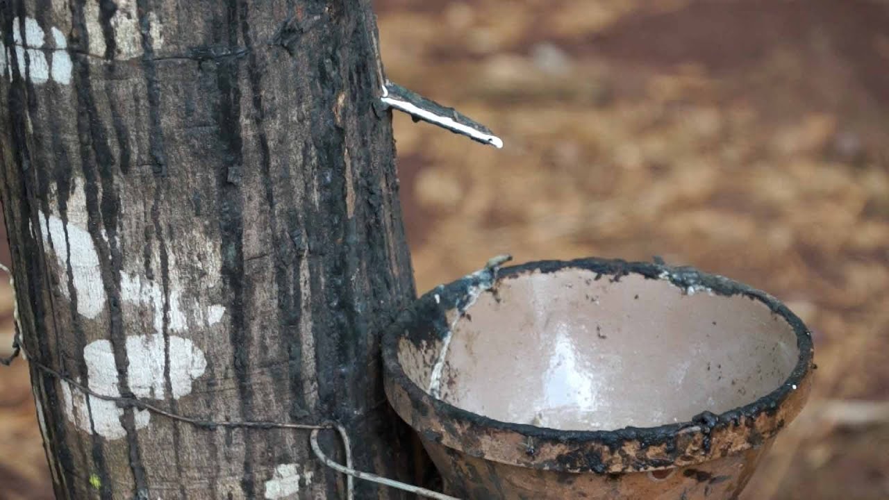 Rubber in a Rice Bowl Full documentary YouTube