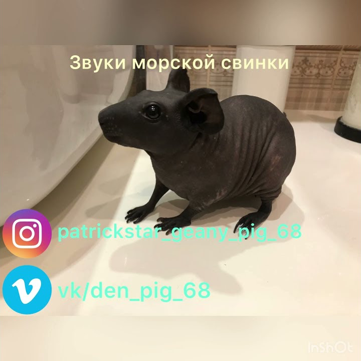 Звуки морской свинки - YouTube