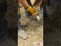 The Largest Hoof I Have Ever Had To Trim. Horse Restoration Front Hooves. #horse #donkey #hoof #asmr