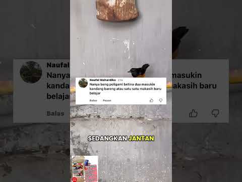 Kalau saya tak masukan semuanya luur tapi nanti cabut lagi salah satu betina