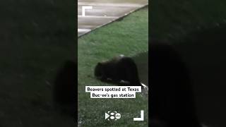 Beavers Spotted At Texas Buc-Ee’s Gas Station