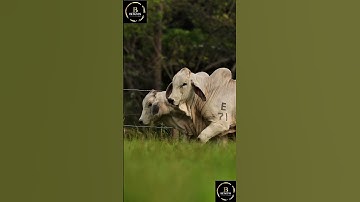Sapi brahman #cow #agro #sapipedaging #sapimakan #animals #sapi #sapigemuk #sapilucu