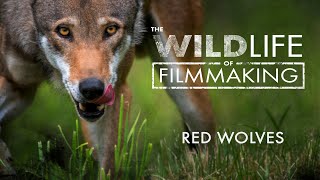 The WILDlife of Filmmaking: Red wolves