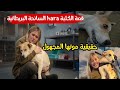 قصة Hara الكلبة المغربية التي أدهشت العالم حقيقة موتها والجدل الكبير mp3