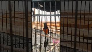 Suara murai batu unik ‼️ #muraibatu