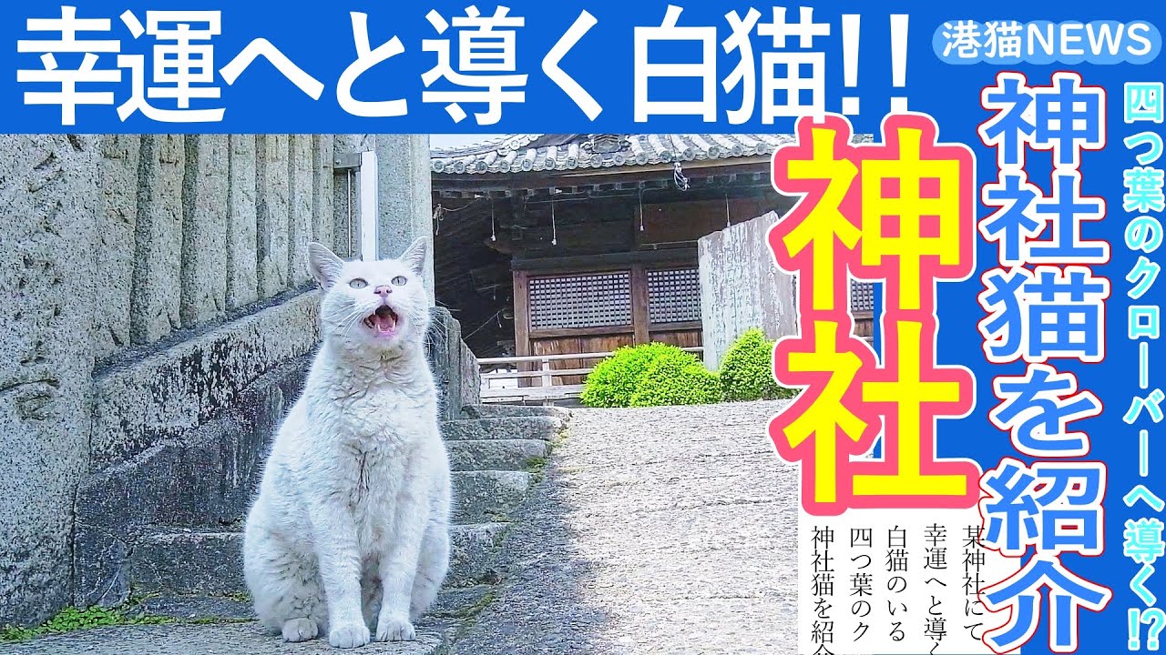 猫動画 港猫ニュース「幸運へと導く白猫のいる神社」｜yohaku_photo