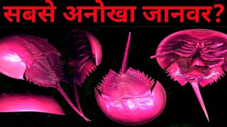 rarest animal in the world | दुनिया का सबसे अनोखा जानवर #shorts #Youtubeshorts #AkashGyan