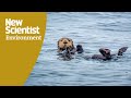 Watch sea otters using tools to open hard-shelled prey