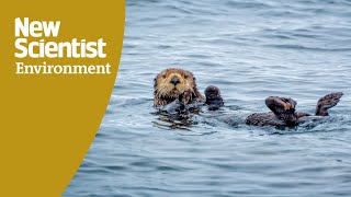 Watch sea otters using tools to open hard-shelled prey