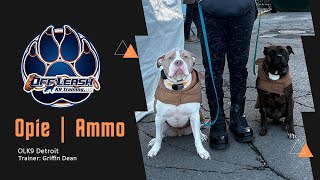 Pitbull Power: Opie and Ammo’s Training Journey by Team JW Enterprises 15 views 1 day ago 3 minutes, 40 seconds