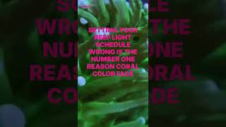How to Set Reef Light Schedule for Best Coral Color