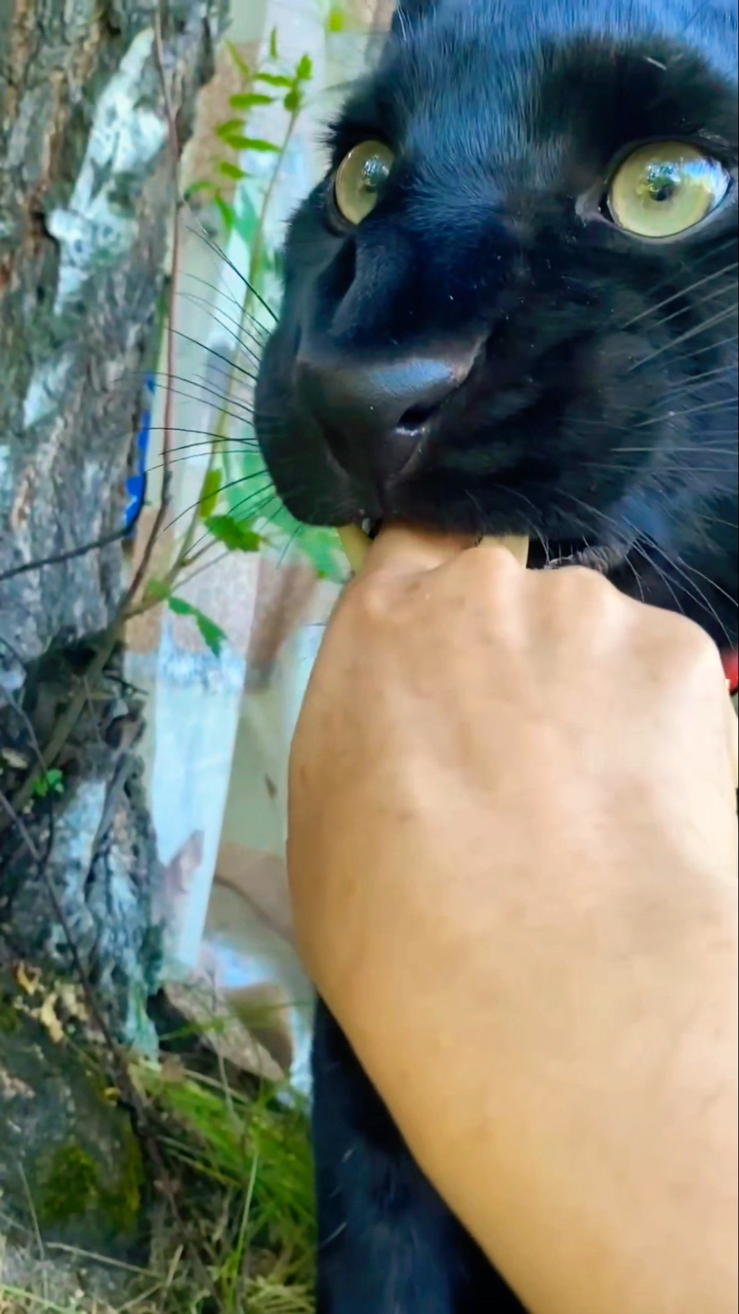Keshu Don't touch me ???? #shorts #funnyshorts #comedy