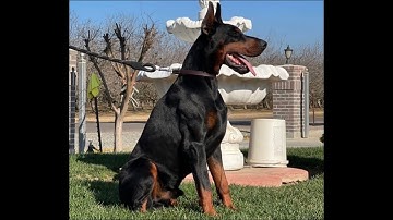 european Doberman(BARYMAR VENOM…