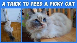 A trick to feed a picky cat who won't eat wet food