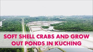 SOFT SHELL CRABS AND GROW OUT PONDS! A Visit To NeoCrab In Kuching | NeoCrab, RAS Aquaculture screenshot 5