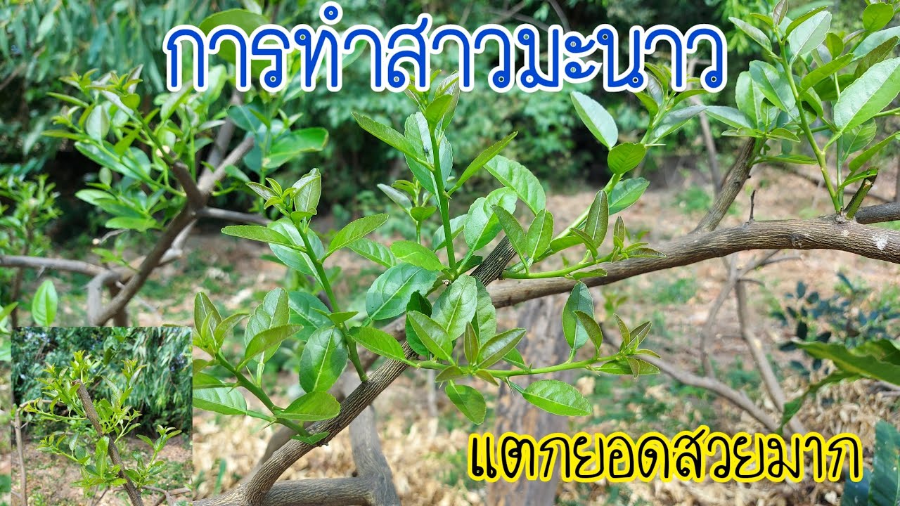 ตัดกิ่งมะนาว ทำสาวได้กิ่งใหม่สวย เยอะกว่าเดิม