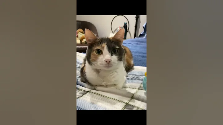 Watch the video about Cute cats face #cats #shorts