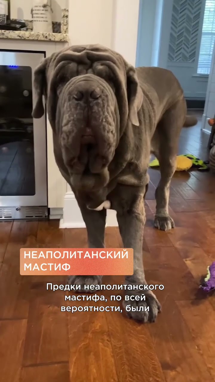 порода очень пушистых крупных собак