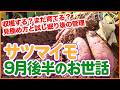 【サツマイモ栽培】9月後半のお世話！収穫する？まだ育てる？見極め方と試し掘り後のポイント【シェア畑】【農園ライフ】