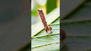 Amazing Planthopperderbidae.