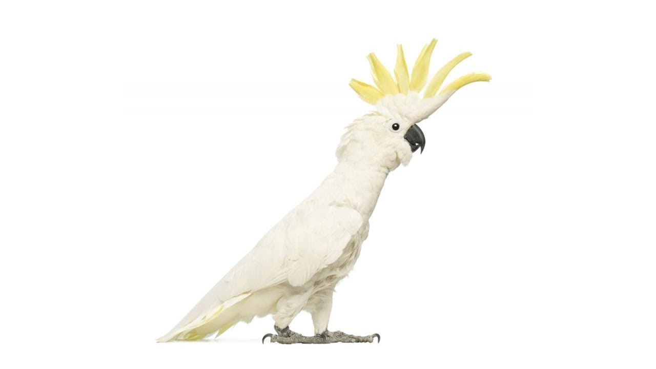 резиновые сапоги какаду детские. какаду найджел. какаду детская. попугай. какаду детская.