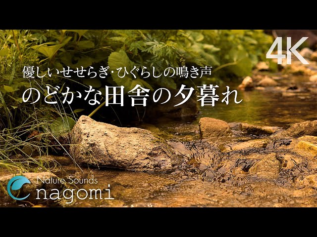 【環境音/ASMR】ひぐらしの鳴き声・川のせせらぎ「のどかな田舎の夏の夕暮れ」｜睡眠・勉強・癒し・読書・リラックス