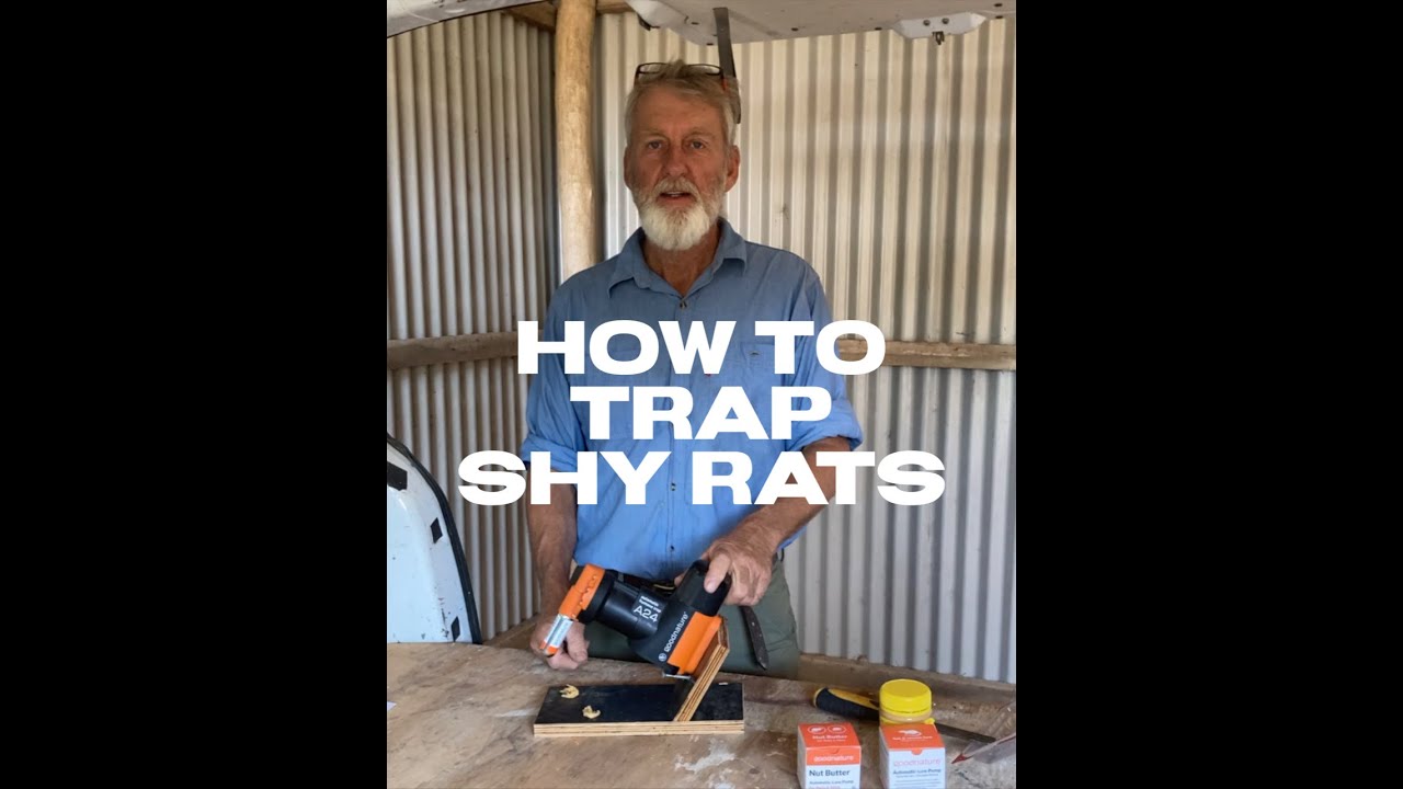 How to Trick Trap Shy Rats