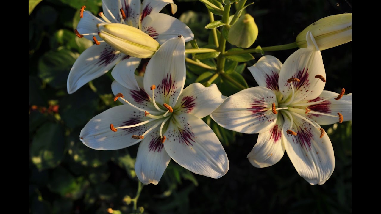 Séance reconfinement