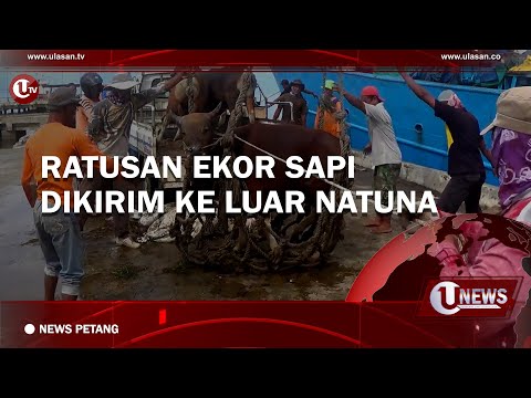 RATUSAN EKOR SAPI DIKIRIM KE LUAR NATUNA| U-NEWS