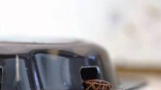 Pest Management of Texas Inc - Pest Control Sachse, TX