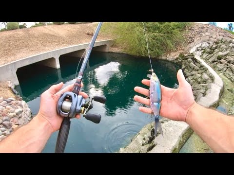 I Caught a BIG Bass From This Spot!