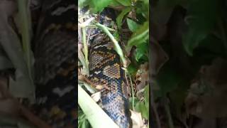 Download Lagu Ular Sawah Terbesar #shorts MP3