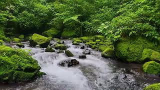 Pure River Flow Sounds, Peaceful Birds Chirping, Soothing Forest Escape for Relaxation
