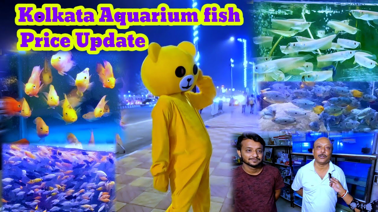 Aquarium fish Shop in kolkata🤗Aquarium fish Shop in kolkata price🤗