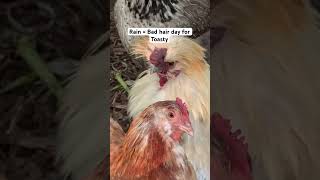 Backyard Chicken keeping #backyardchickens #chickenkeeping #chickens