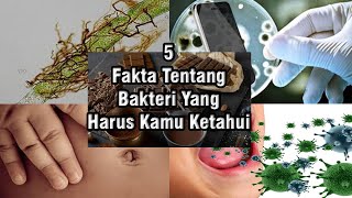 5 Fakta Unik Tentang Bakteri Yang Harus Kamu Ketahui Serba Lima