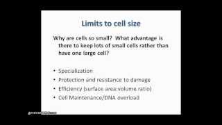 Limits to Cell Size