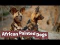 African Painted Dog Project - Endangered Species Revenge