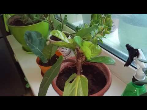 Video: Ficus Je Bez Chuti, Nebo Fig Je Bez Chuti