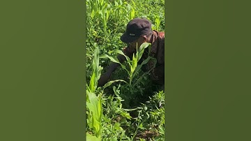 Smart Tricks Farmers Use to Pull Weeds Growing in Peanut Fields #shorts