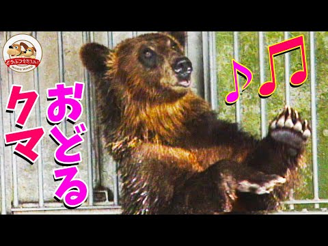 【動物トリビア】クマにしょうゆをあげると突然踊りだす【どうぶつ奇想天外／WAKUWAKU】