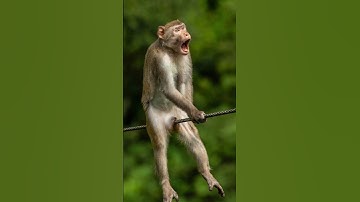 monkey.exe has stopped working 💥 #monkey #funny #braintrot