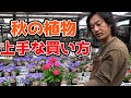 【秋の買い物のコツ】ベストな買い時は〇〇です【教えてカーメン君】【園芸】【ガーデニング】【初心者】