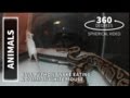 IN THE TANK WITH A SNAKE | Ball Python Eating Mouse (360 Degree Video)