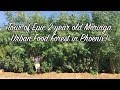 Ep103 - Tour of Epic 2 year old Moringa Urban Food Forest in Phoenix!