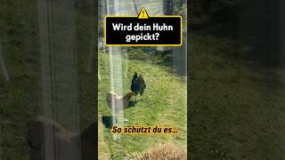 Dein Huhn Wird Gepickt? Mach Das Dagegen Pickschutz Nähen