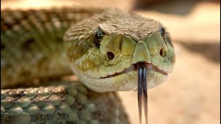 Как шипит змея. Звук кобры. | Snake sound, Cobra sound, Voice cobra, Voice snake