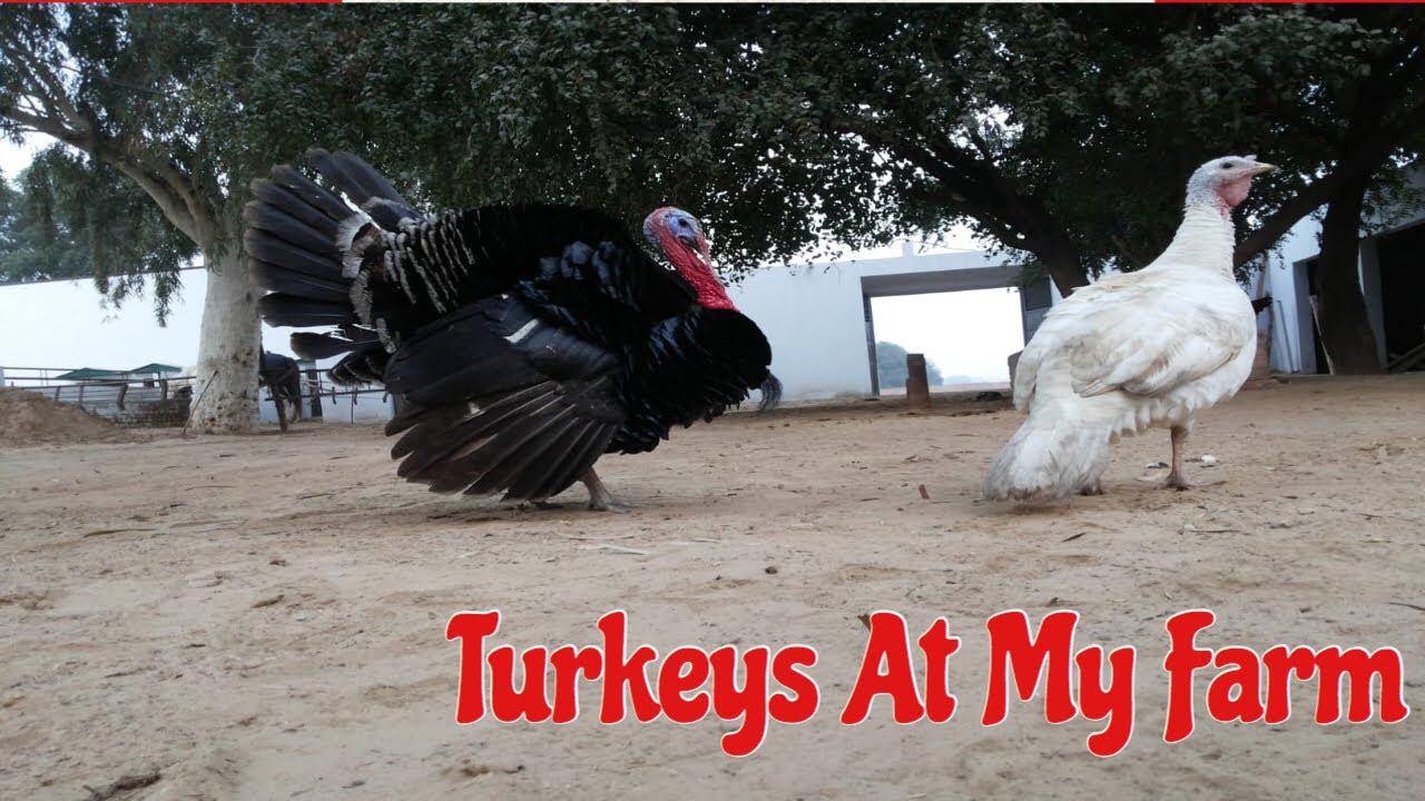 camera iphone 8 plus apk Turkeys at our farmhouse|Black turkey-Big boss the fighter