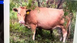 Greg has 8 registered Akaushi bred cow/calf pairs in Springfield Missouri looking for a grass farm.