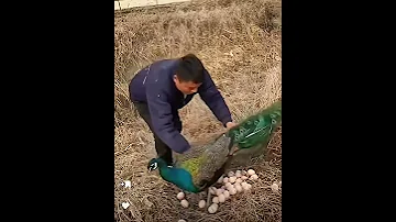 هجوم طاووس على رجل حاول اخذ بيضه خطير 